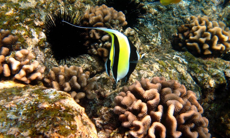 exploring beautiful reefs sea quest hawaii expedition south kona