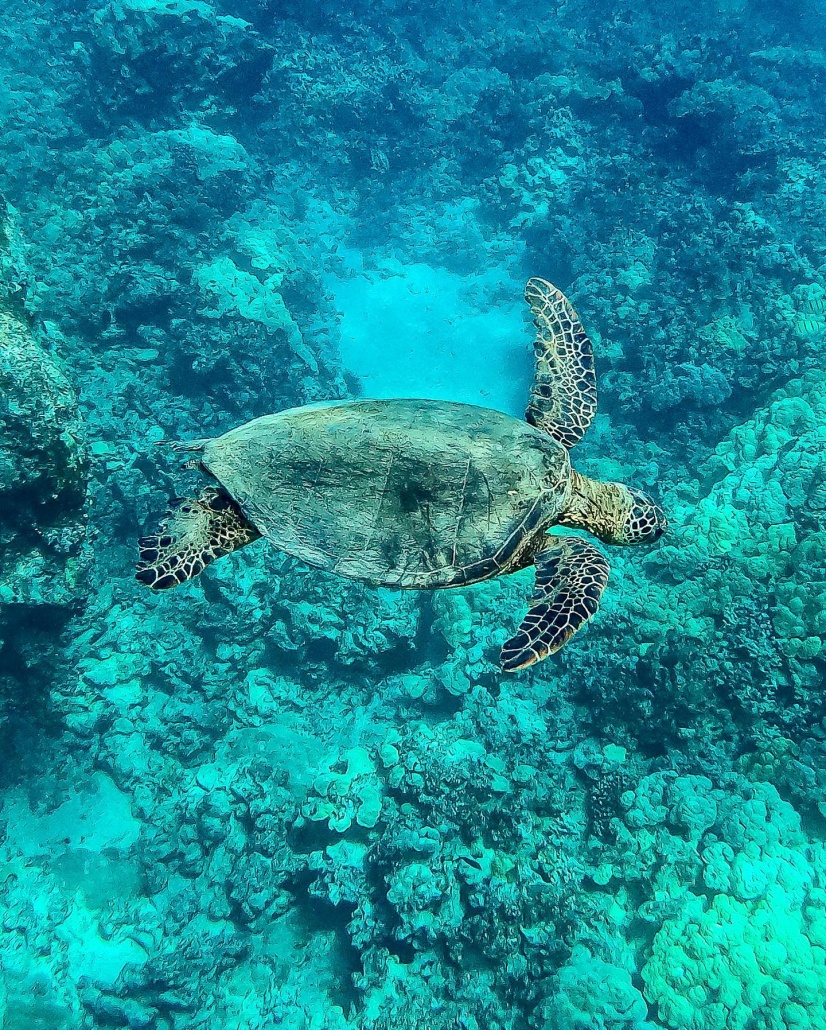 friendly turtle underwater snorkel adventure cruise ocean sports big island