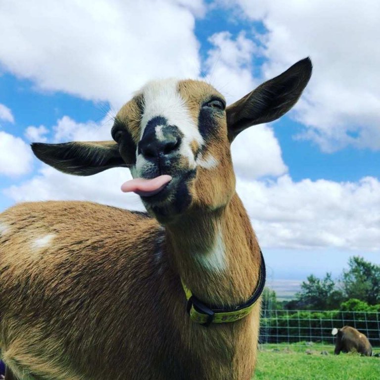 funny goat sunset maui goat yoga with live music
