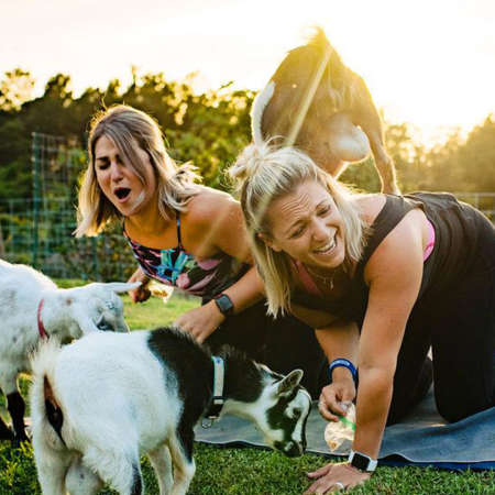 Funny The Goat Take A Nibble At People Mat