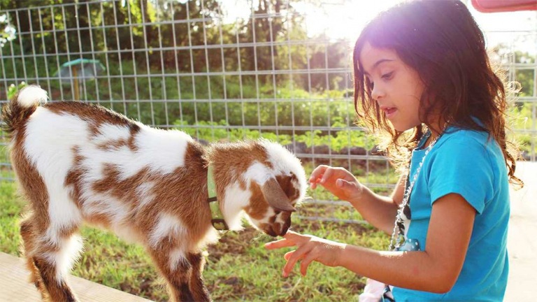 funny time miniature goats