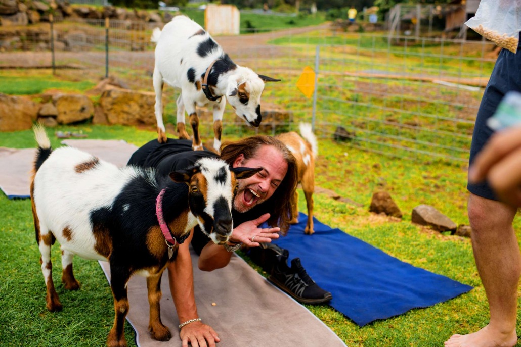 funny time yoga goat maui