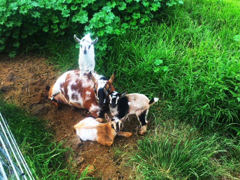 goat yoga class is a unique way to connect with nature