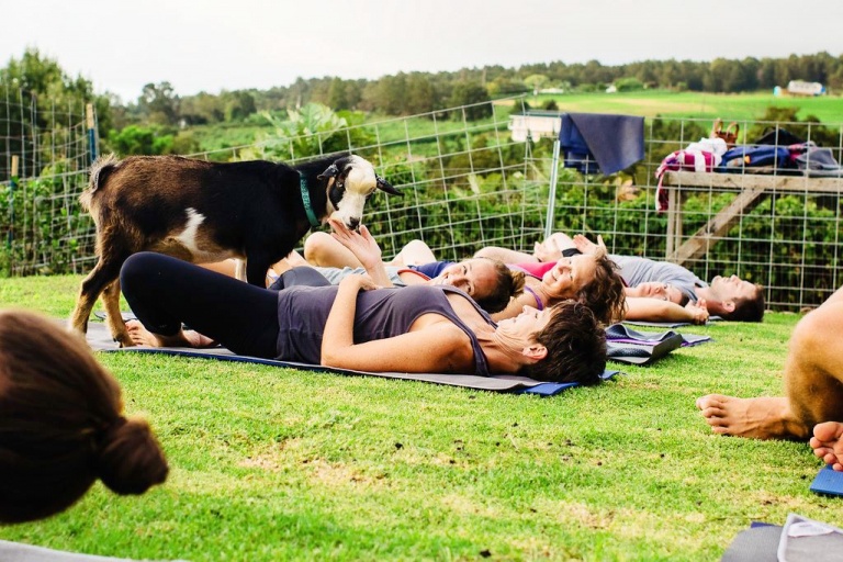 goat yoga time maui