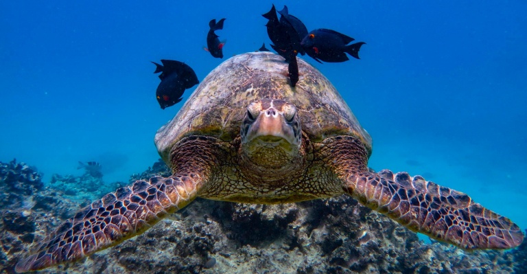 green sea turtles oahu coral reef diving hawaiian diving