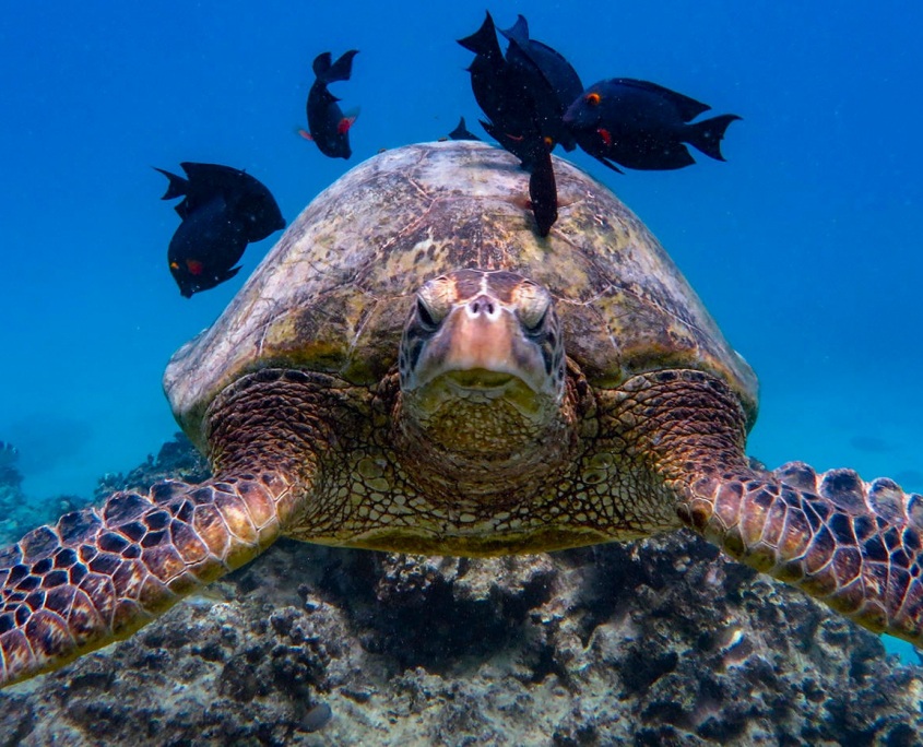 green sea turtles oahu coral reef diving hawaiian diving