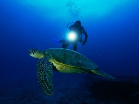 guided tour of the oceanic nightlife on the south shore of oahu night dives oahu island dive oahu