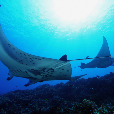 Hawaii Manta Ray Night Snorkel Hawaiian Kine Adventures Product