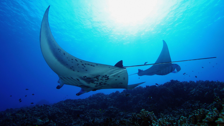 Hawaii Manta Ray Night Snorkel Hawaiian Kine Adventures Product 