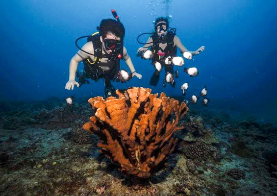 Hawaiiandivingadventures Oahu Coral Reef Dives Slider Couple Diving