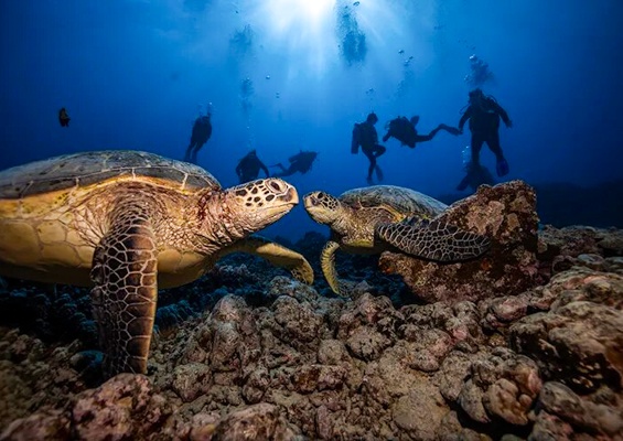 Hawaiiandivingadventures Oahu Coral Reef Dives Slider Guest Diving Turtle