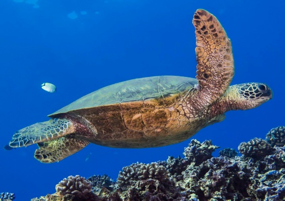 Hawaiiandivingadventures Oahu Coral Reef Dives Slider Turtle Fish