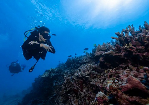 Hawaiiandivingadventures Oahu Coral Reef Dives Slider