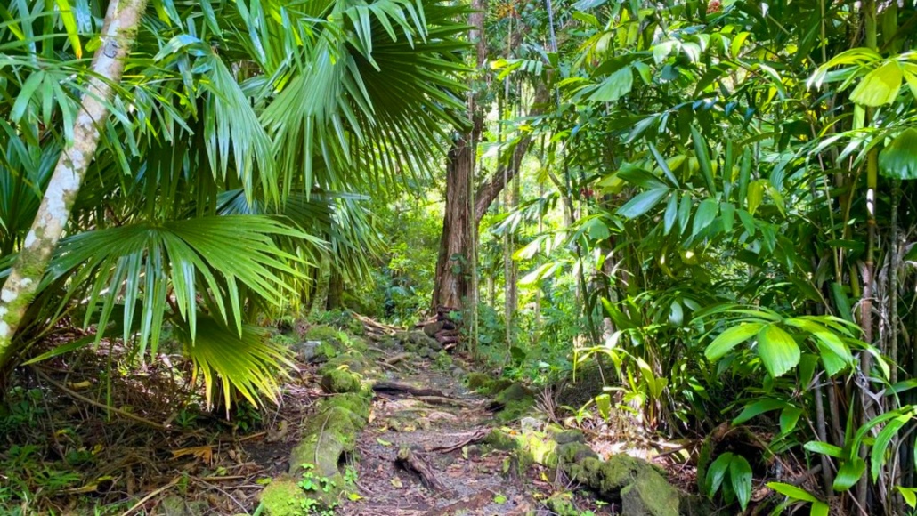 hike tour in manoa valley tropical gardens oahu