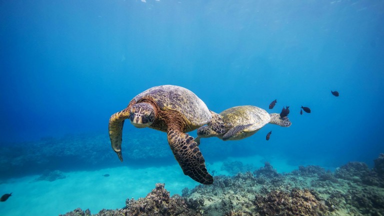 honu oahu island dive oahu wreck and reef tour