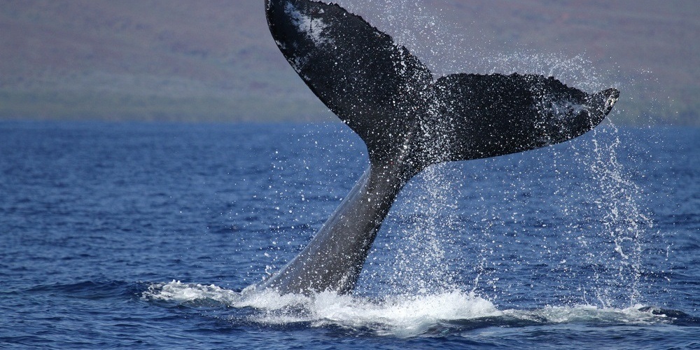 hula girl deluxe whale watch dinner cruise maui deluxe graceful and awe inspiring