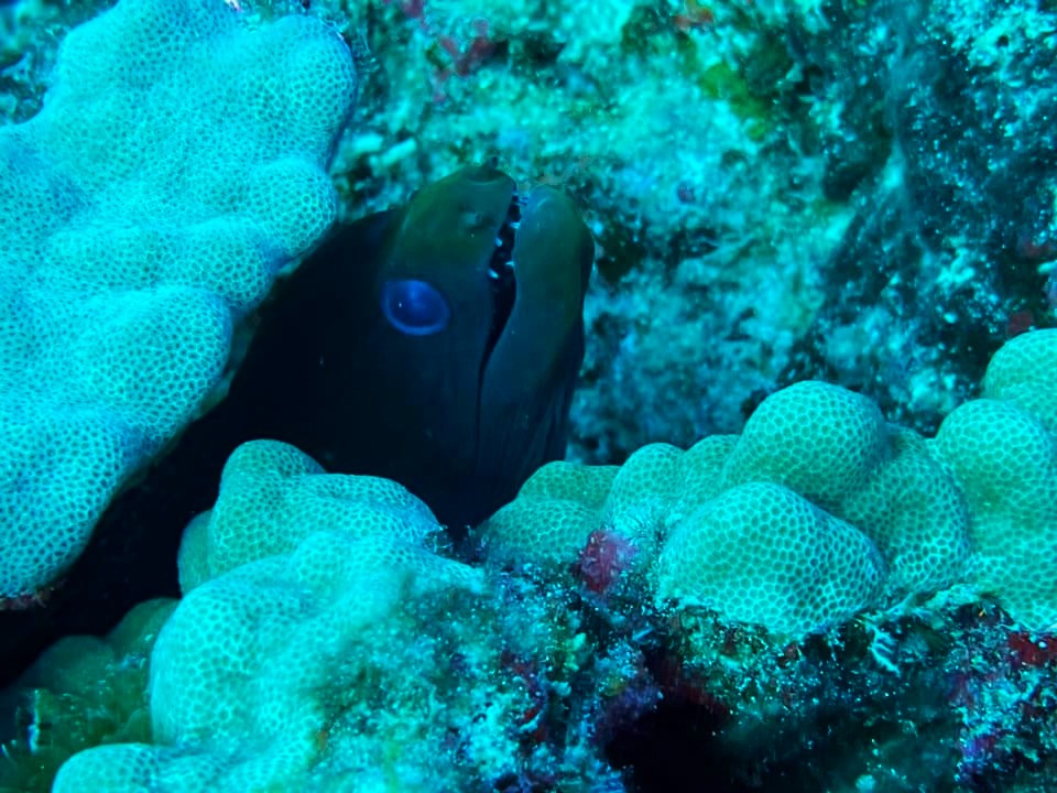 join us for a twilight dive to see the oceanic nightlife at its best oahu island dive oahu night dives