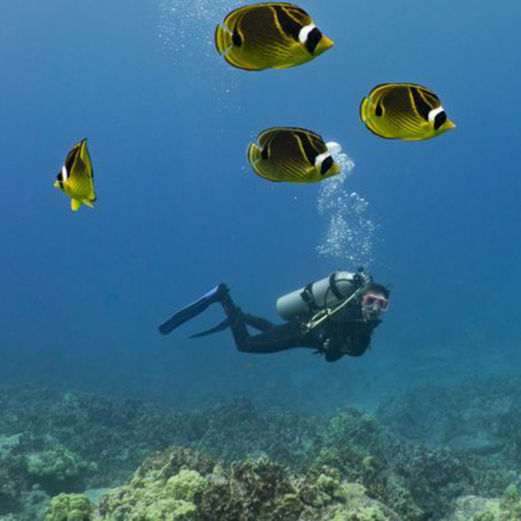 Konahonudivers Long Range Charter Swimming With Fish