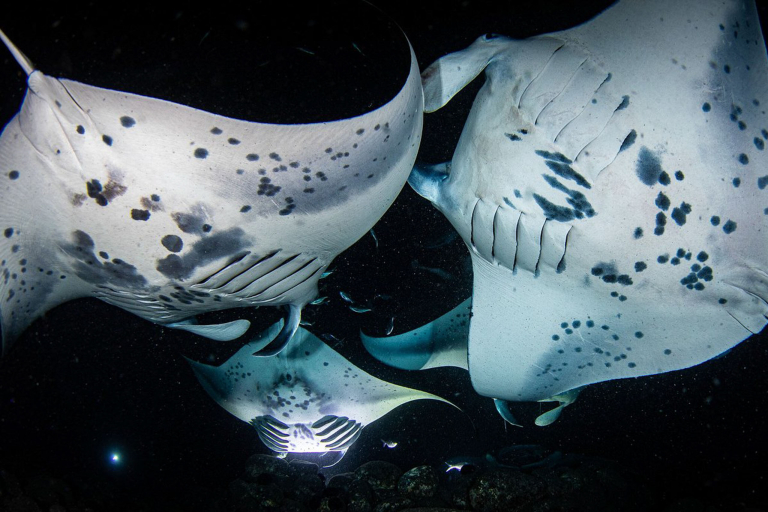 Konasnorkeltrips Manta Ray Night Snorkel Kona  Mantas Feed In The Water