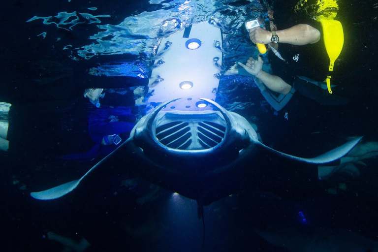 Konasnorkeltrips Manta Ray Night Snorkel Kona A Manta Ray Skims The Gear