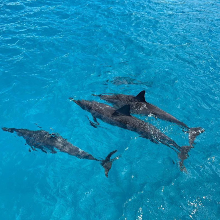 Koolinaoceanadventures Ko Olina Morning Sail And Snorkel Dolphin Group