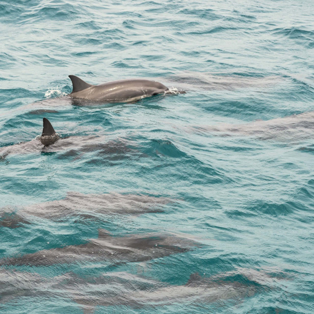 Koolinaoceanadventures Ko Olina Morning Sail And Snorkel Dolphins