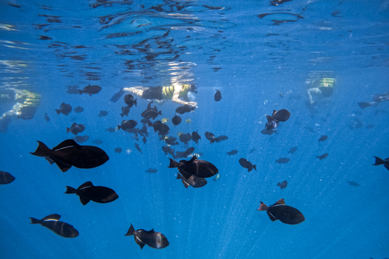 Koolinaoceanadventures Ko Olina Morning Sail And Snorkel Marine Life Coral Fish