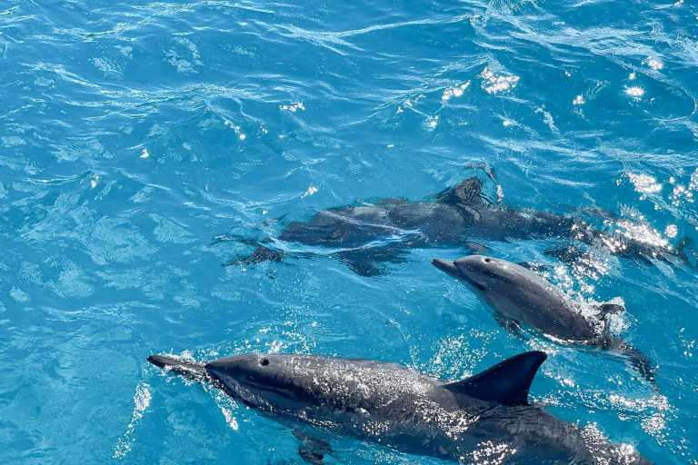 Koolinaoceanadventures Koolina Sunset Sail Dolphin