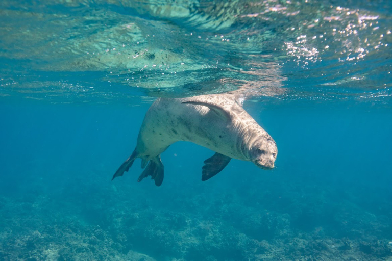 Koolinaoceanadventures Koolina Sunset Sail Sea Lion