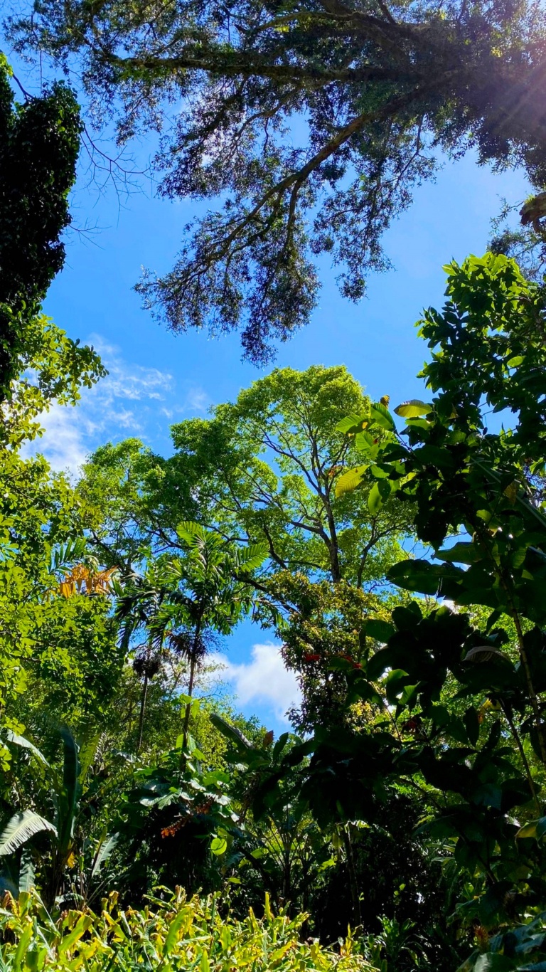 manoa valley bike to hike hawaii tour scaled