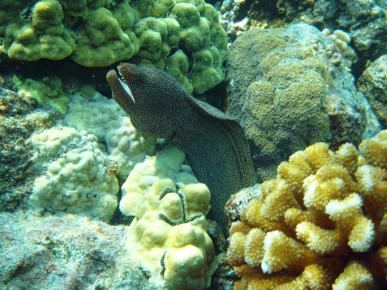 marine life conservation big island captain zodiac