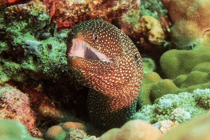 nautilus reef spotted white mouth moray eel oahu coral reef diving hawaiian diving