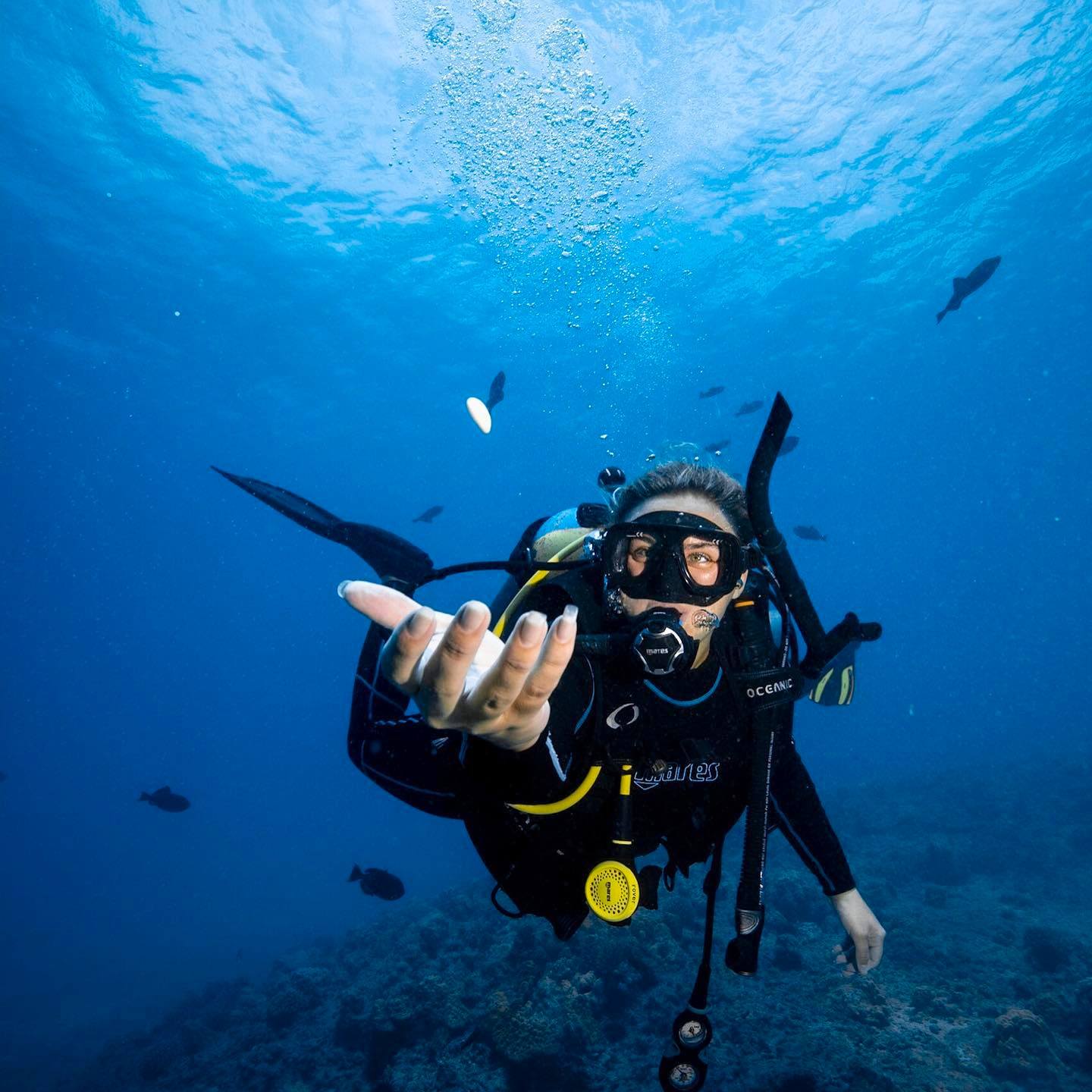 oahu coral reef diving perfect for all levels of diving experience hawaiian diving