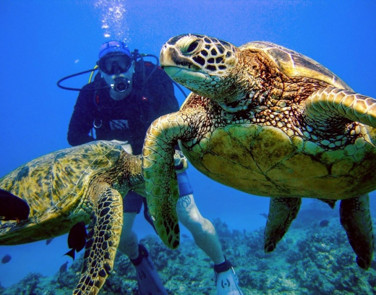 oahu dive turtles