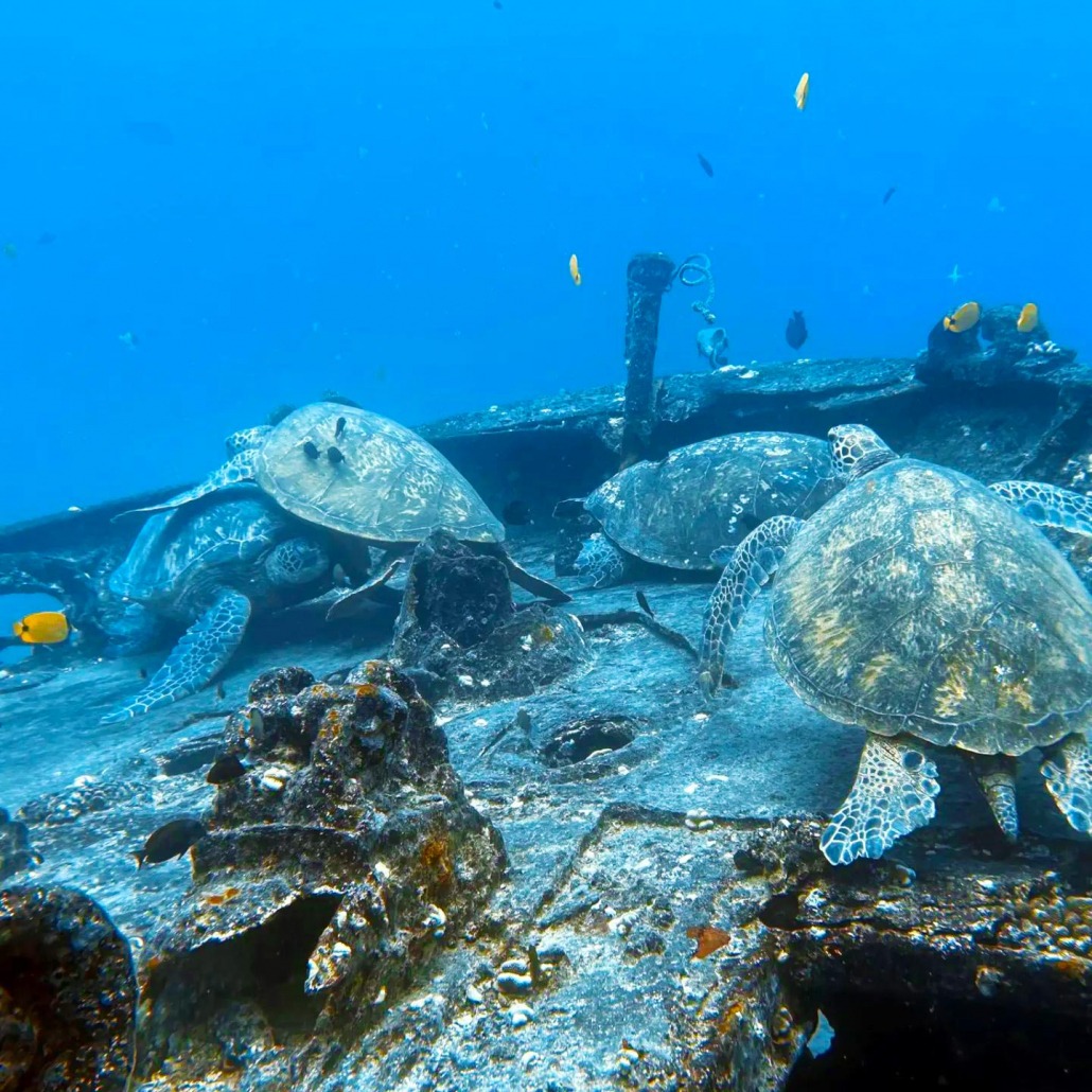 oahu is home to some of the most beautiful reefs in the world aloha scuba diving co