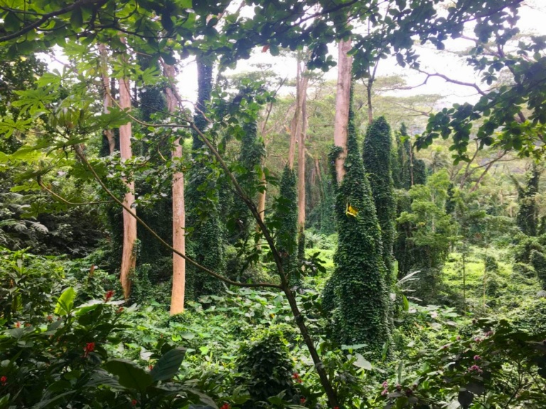 oahu manoa valley tropical gardens
