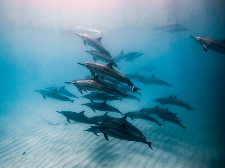 opportunity to see dolphins mana cruises oahu snorkel tour