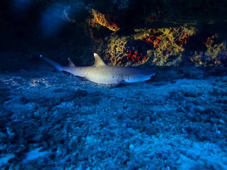 reef sharks sleeping nearby oahu island dive oahu night dives