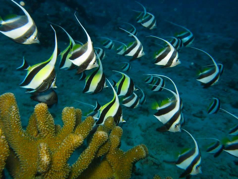 school of fish oahu coral reef diving hawaiian diving