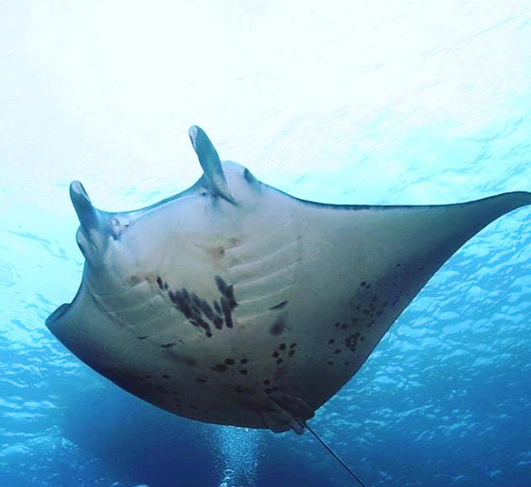 Sea Paradise Amazing Manta Ray Night Trip Snorkeling 