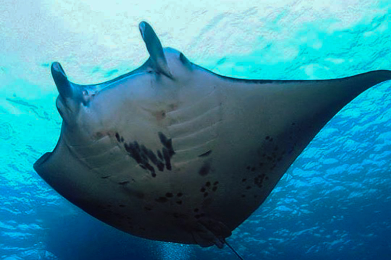 Sea Paradise Amazing Manta Ray Night Trip Snorkeling 