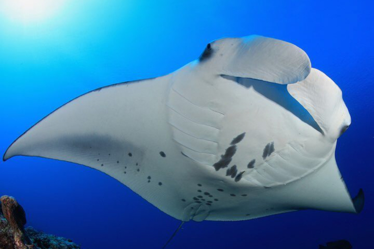Sea Paradise Amazing Night Swimming With Manta Rays 