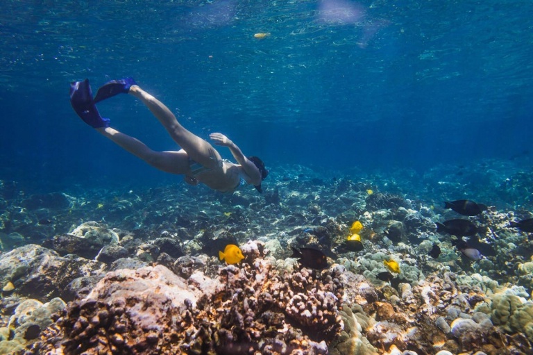 sea paradise ee marine life and experienced swimmers big island