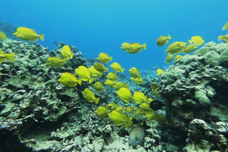 Sea Paradise Kona Afternoon Sail And Snorkel Feature Marine Life