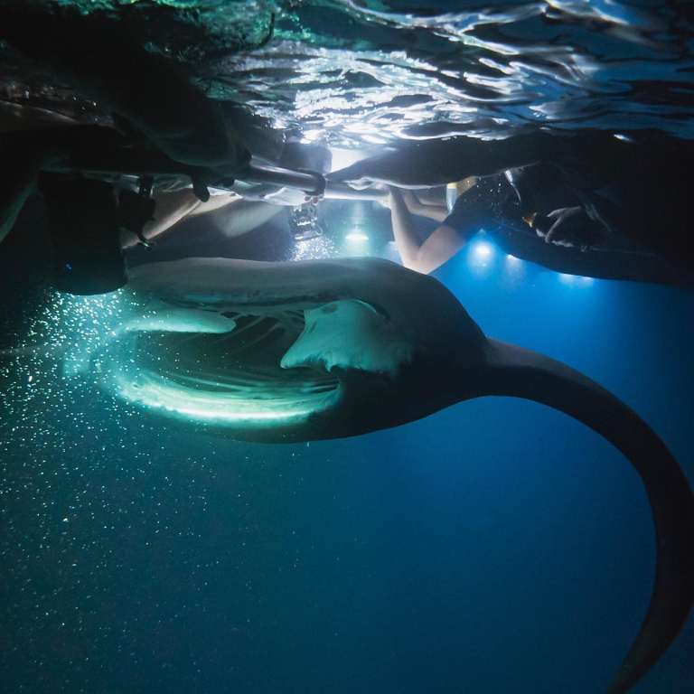 Sea Paradise Manta Ray Night Mantastic Manta Snorkels 