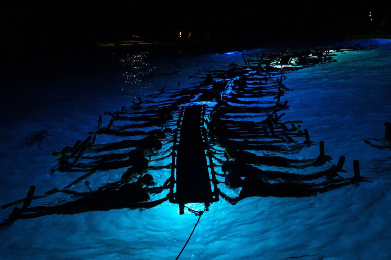Sea Paradise Manta Ray Night Nighttime Sky Views 