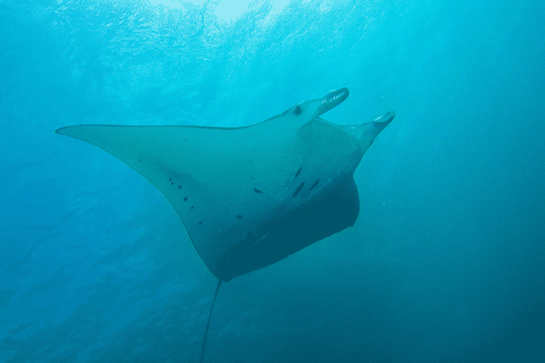 Sea Paradise Manta Ray Night Snorkel Tour