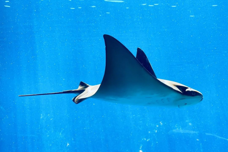 Sea Paradise Manta Ray Night Snorkel Tour Majestic Manta Rays Up Close 