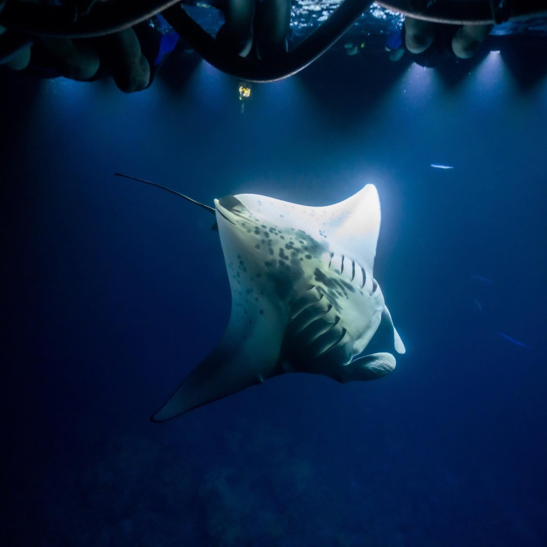 Sea Paradise Manta Ray Night Snorkel Tour Spacious And Comfortable Vessel 