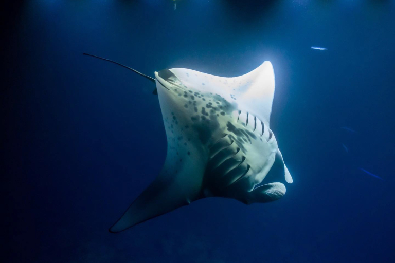Sea Paradise Manta Ray Night Snorkel Tour Spacious And Comfortable Vessel 